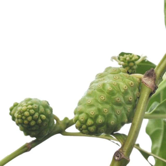 Celimax Noni Toner -150ml